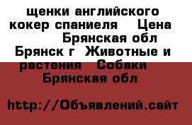 щенки английского кокер спаниеля  › Цена ­ 6 000 - Брянская обл., Брянск г. Животные и растения » Собаки   . Брянская обл.